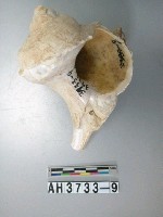 藏品(螺殼)的圖片